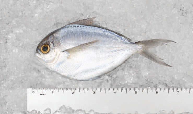 52 cal/100g Euthynnus alletteratus Peprilus triacanthus Produced off the Gulf Coast of Florida, they are also known as Little Tunny.