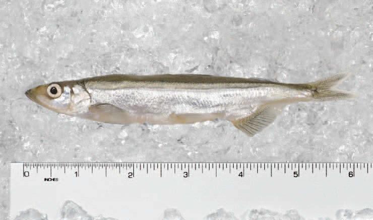Capelin(Canadian) Catfish Ash: 2.31% Fat: 4.25% Moisture: 80.14% Protein: 14.26% Calories: 95.29 cal/100g Ash: 2.