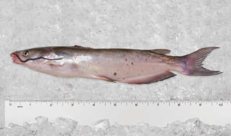 91 cal/100g Mallotus villosus Ictalurus punctatus Produced off the Coast of Newfoundland, they average 6 to 8 inches in length with