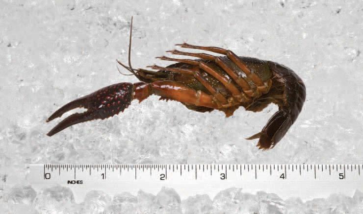 21 cal/100g Callinectes sapidus Procambarus clarkii Produced on the East Coast of the United States and the coastline of the Gulf of Mexico, they