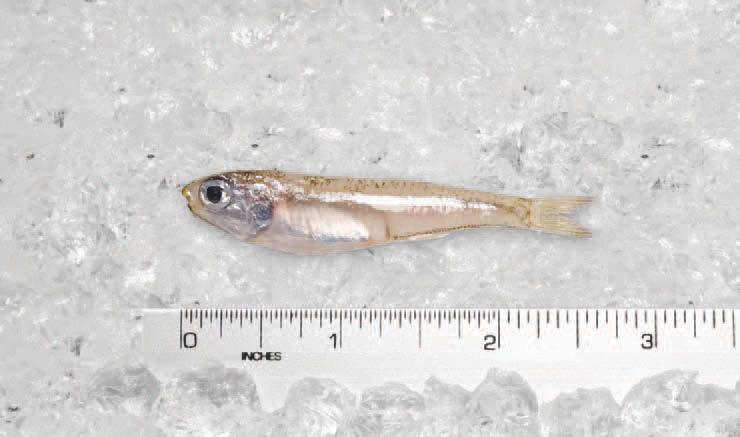 57 cal/100g Micropogon undulatus Anchoa hepsetus Produced in the Gulf of Mexico and the North Atlantic, they average 1 /2