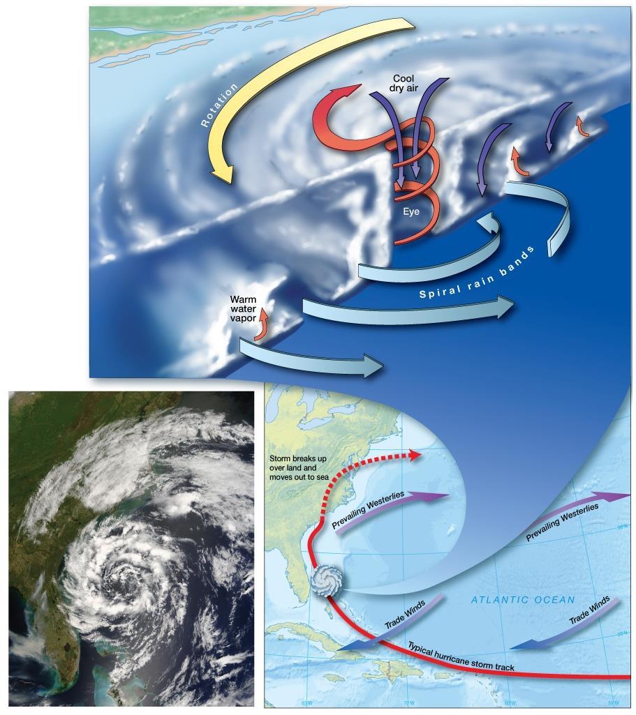 Hurricane Anatomy and Movement Look!