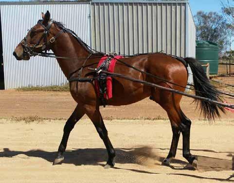 BUBBLES A perfectly balanced, powerfully built colt! Like his mum, he isn t going to be a tall horse, but he is a great little mover and is full of attitude! There s a lot of Bettors about this boy.
