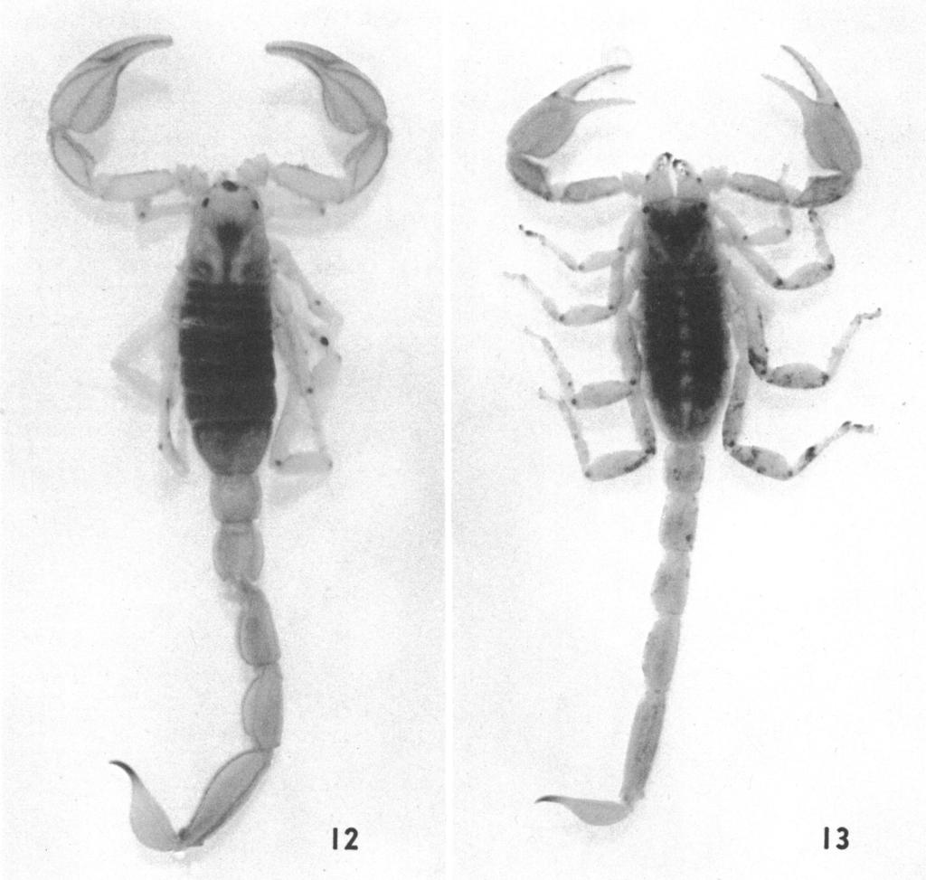 1966 GERTSCH AND SOLEGLAD: SCORPIONS 21 /.. 'r. I,*, P..1..~ 4-4 k.- 1. ' A,,I '-, 12 13 FIG. 12. Vejovis bantai, new species, male. X 2. FIG. 13. Vejovis gracilior (Hoffmann), male. X 2. Cauda: Sculpturing of dorsal surface like that of boreus.