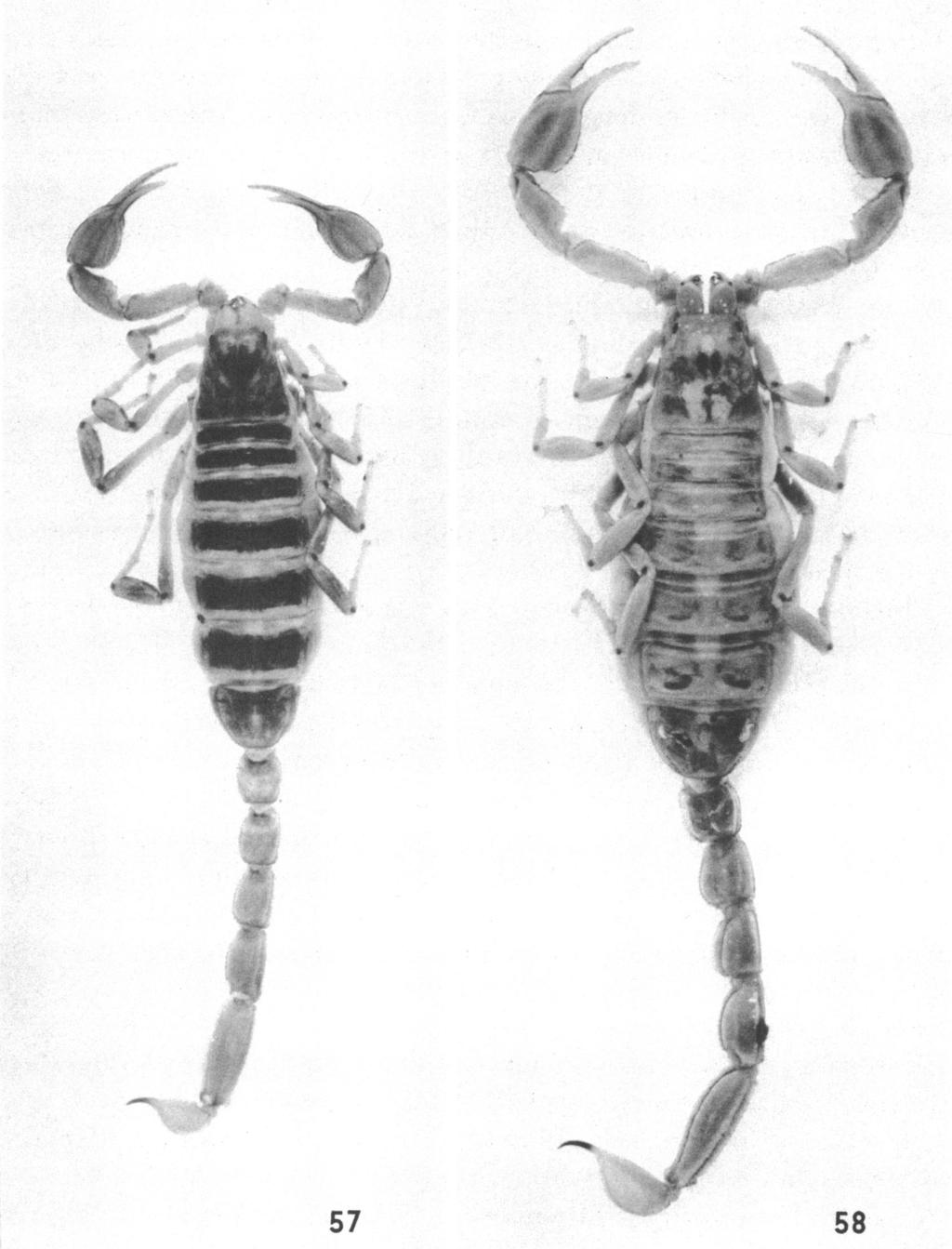 1966 GERTSCH AND SOLEGLAD: SCORPIONS 45 FIG. 57. Vejovis 2.~~~~~~~~~~~~~~~~#. Oregon. X FIG.57.Vejvisboreus (Girard), female from Oeo.X2 FIG. 58. Vejovis auratus, new species, female. X 2.