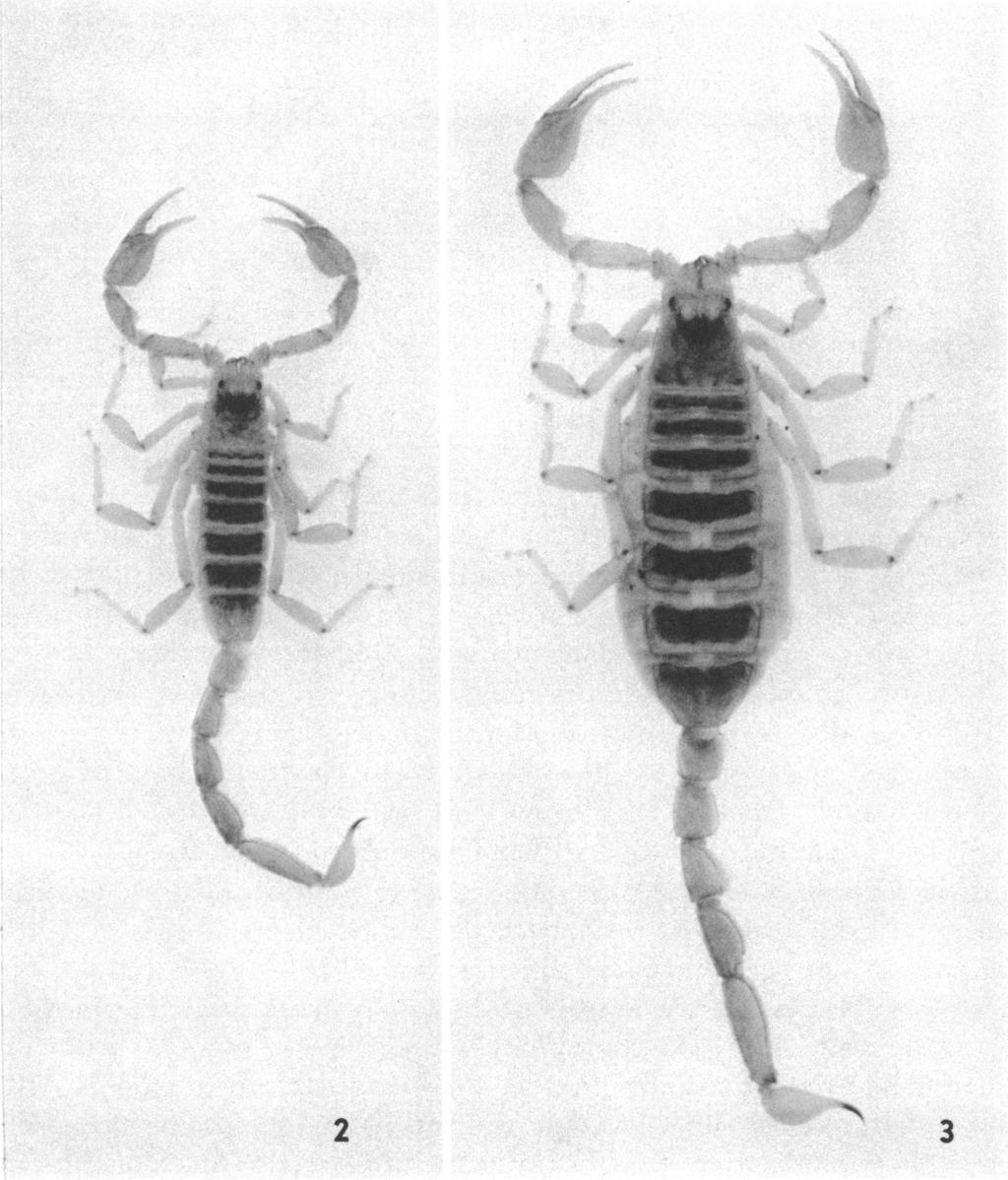 8 AMERICAN MUSEUM NOVITATES NO. 2278 W., *1. IN 2 3 FIGs. 2, 3. Vejovis boreus (Girard). 2. Male. 3. Female. Both X 2. variable, more distinct in younger specimens, in some scarcely visible.