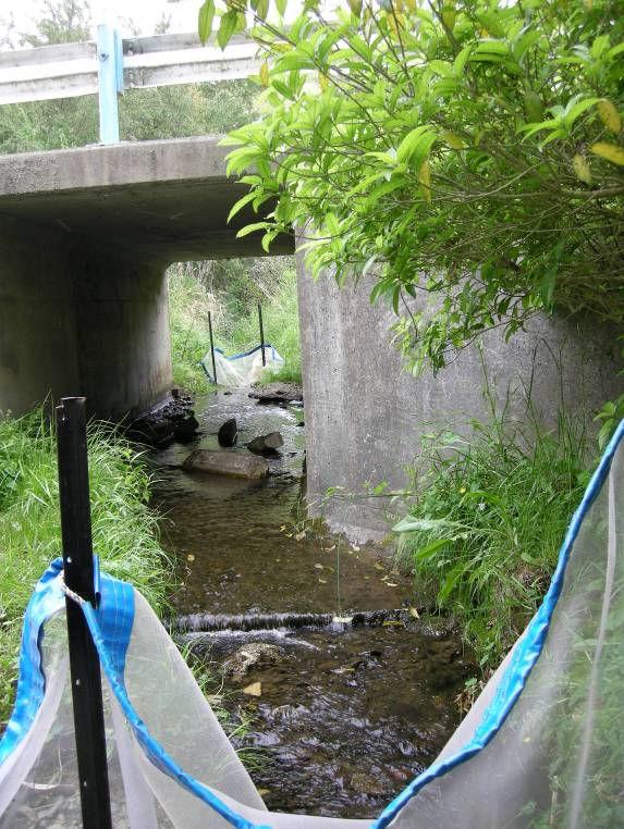 At culverts where fish were unable to pass in Experiment One, ramps (arrow) were installed (B) in Experiment Two to determine whether upstream passage improved with ramp installation (Culvert W4).