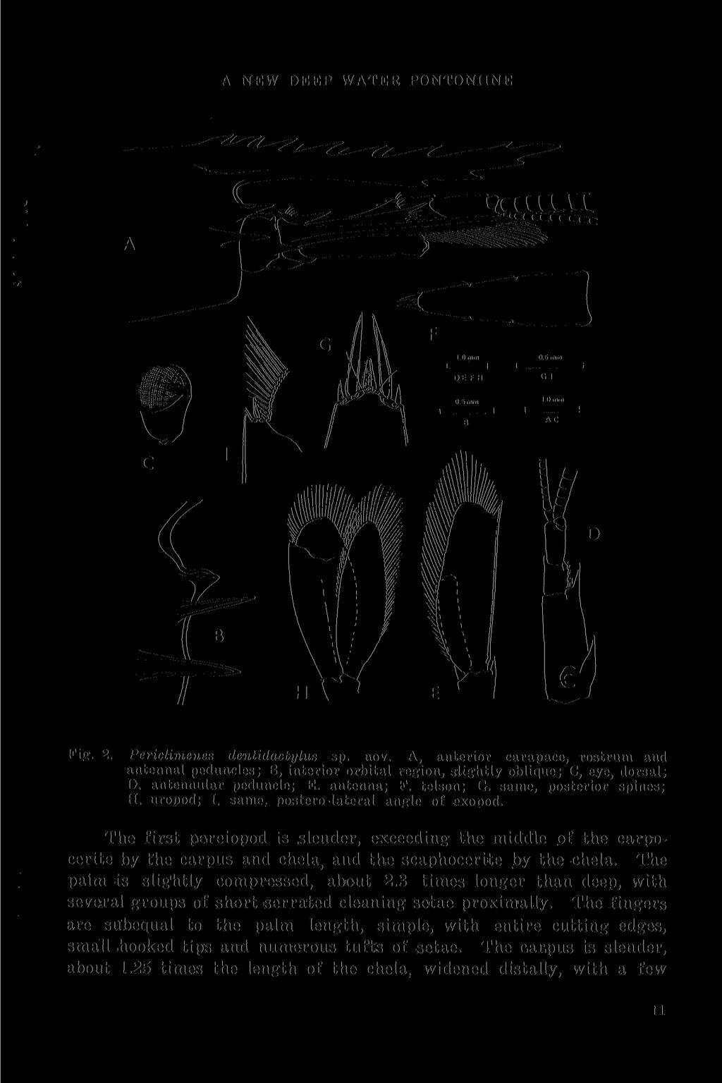 A NEW.DEEP WATER PONTONIINE Fig. 2. Periclimenes dentidactylus sp. nov. A, anterior carapace, rostrum and antennal peduncles; B, interior orbital region, slightly oblique; C, eye, dorsal; D.