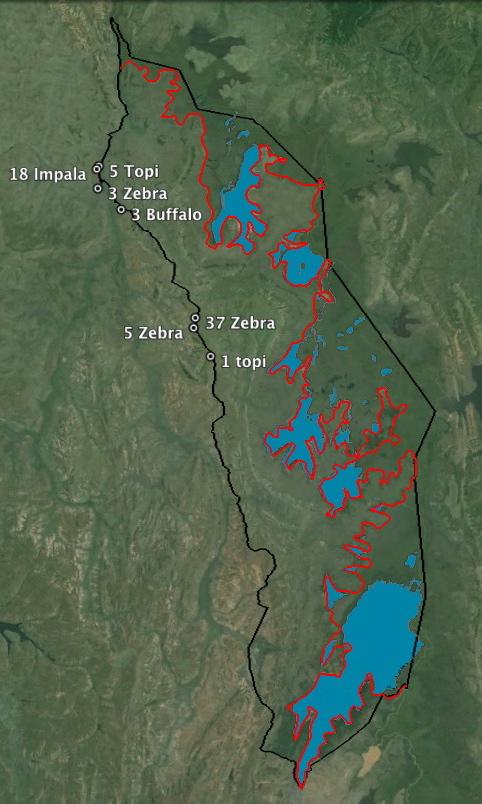 Map 31: Species, location and number of animals observed outside of Akagera