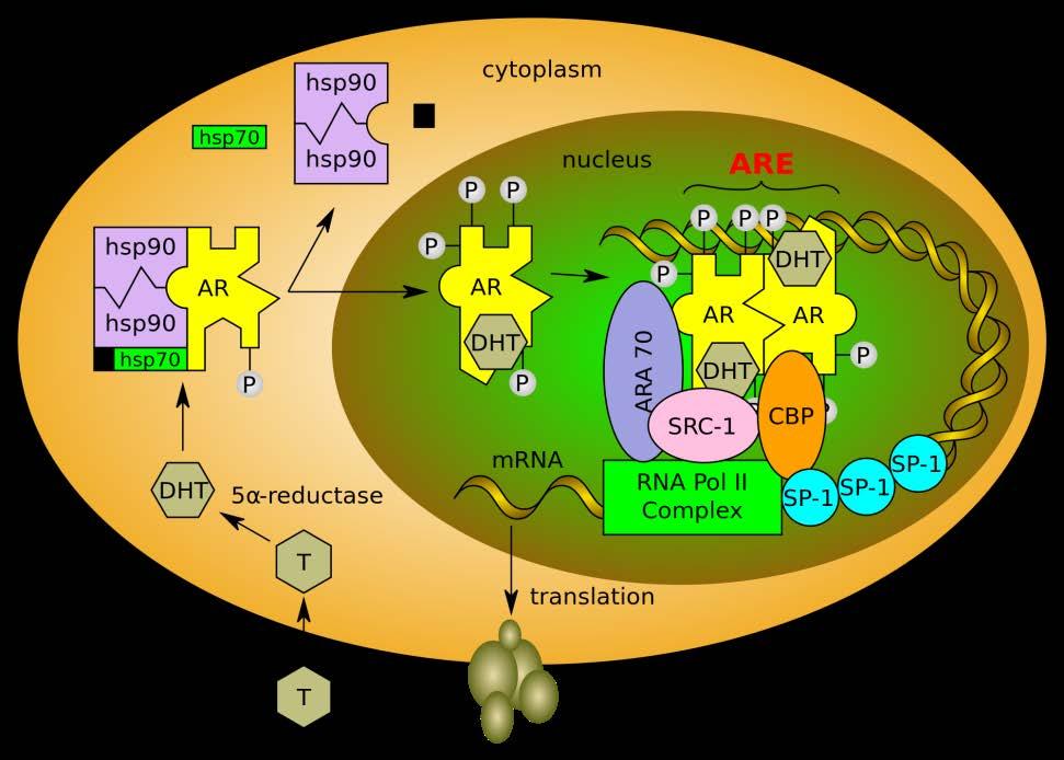 SARMs (Selective Androgen Receptor Modulators) Action Orally active