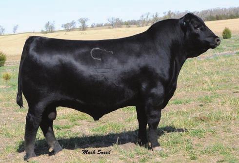 Sires: Name Reg # CED BW WW YW Vision Unanimous 1418 16992096 +2 +3.