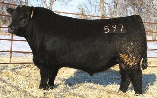 Reference Sires Mc Cumber Unmistakable AAA 18168328 Semen available!