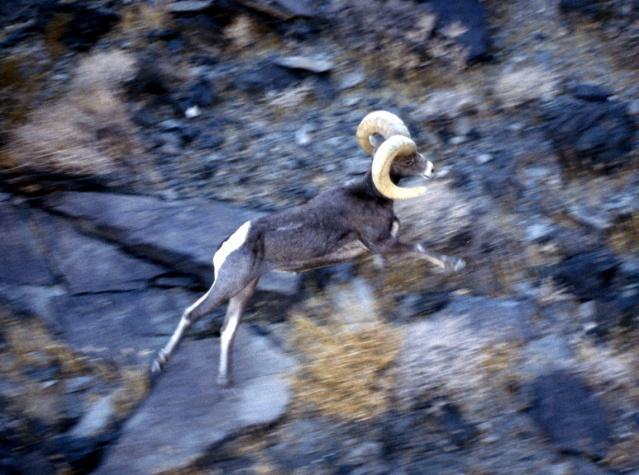 Central Sierra Nevada Mountain Sheep Metapopulations Status South Sierra Nevada North Mojave North Central Mojave Native Reintroduced Extirpated Western Transverse Range San Gabriel Central Mojave