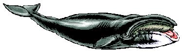 Whales can be divided into two groups: those with teeth, called toothed whales, and those without called baleen whales. How did whales evolve (develop)?