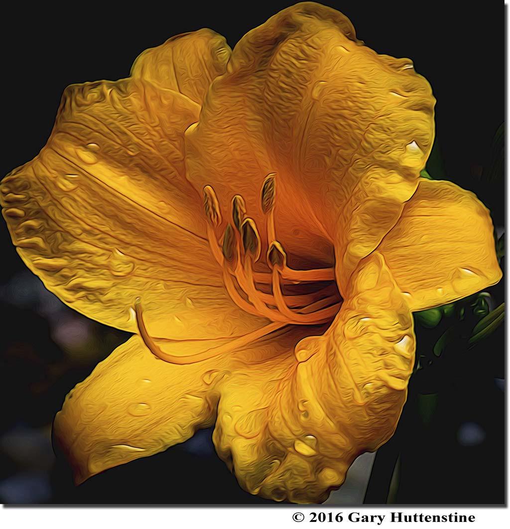 Color Digital Slide of the Year Gary Huttenstine - Yellow Lily Please Note: The new selections for our print displays, at both the annual banquet and the clubhouse walls, will be selected from the