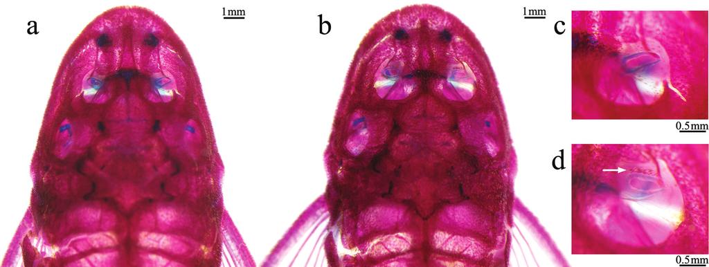 84 A new species of Hypoptopomatinae from the upper rio Paraná Fig. 2. Range of size and shape of odontodes on dorsal tip of rostrum. a. Microlepidogaster perforatus, MNRJ 31886, male, 30.6 mm SL. b.