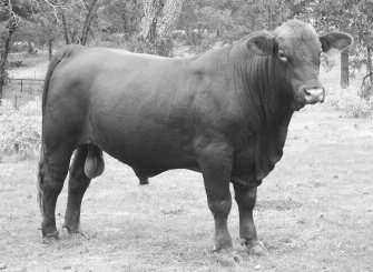 6 BULL MR MC TITANS PROMISE 307/X Consignor: Medill Cattle Co. Born: 10/8/2010 RR10190734 Gen.
