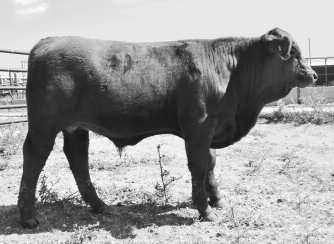 He also has a great pedigree with quality genetics on both the sire and dam s side.