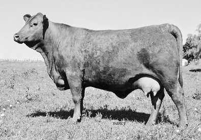 07 FAT: 0 Perf: BW: 86 WW: 516 (94) This amazing cow has worked her way into the Triple J-R Cattle Company donor program and is one of our favorite cows.
