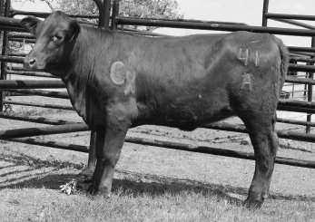 CX LEGENDS DREAM 610/U1 CX Legends Dream 610/U1 is a son of CX Legend 46/P2 out of CX Ms Payload 610/S one of our top producing Donor cows.