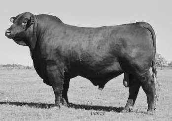 His sire side is loaded with CX Dominator, Deliberate, Sensation, Predominant, and Cadence of Brinks.