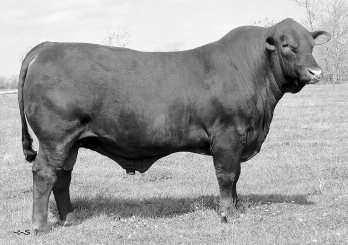 This genetic package is special because you have the El Cid 52/U5 daughter bred to the Paymaster/Payload on the top side.
