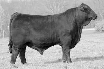 In Black Brangus you don t have to look far to see the high quality cattle produced by Bright Side 789G5 and News Maker of Brinks 71Z4.