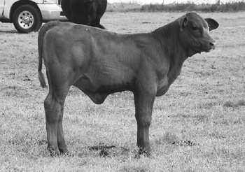 45 BUFFALOE'S MS POWERMAN 124Z2 Consignor: Buffaloe Cattle Co. Born: 7/12/2012 RR10218672 Gen.