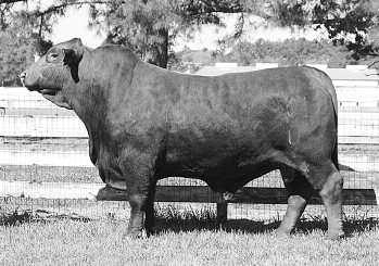 Buffaloe s Ms Powerman 124Z2 is an AI calf sired by the great CX Powerman 307/H bull.