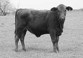 This is a rare opportunity to buy a granddaughter of the great CX Miss Excalibur 307/O cow. Don Cox will tell you that 307/0 was, without a doubt, the best cow he ever raised or owned.