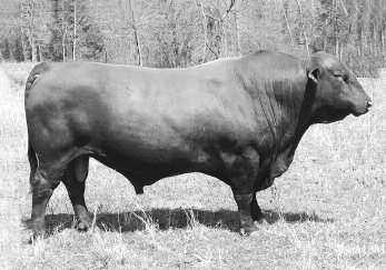 DCC MS PROMISE CHIEFTAN 443Z Consignor: Dillard Land and Cattle LTD 54 Born: 3/20/2012 RR10221645 Gen.