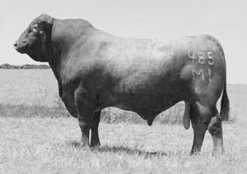 62 OPEN TJR MISS CARDINAL 92/A Consignor: Triple J-R Cattle Co. Born: 3/20/2013 RR10246287 Gen.