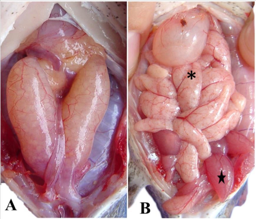 Fig. 1 - A: T. galeatus ovaries are sacciform and yellowing.