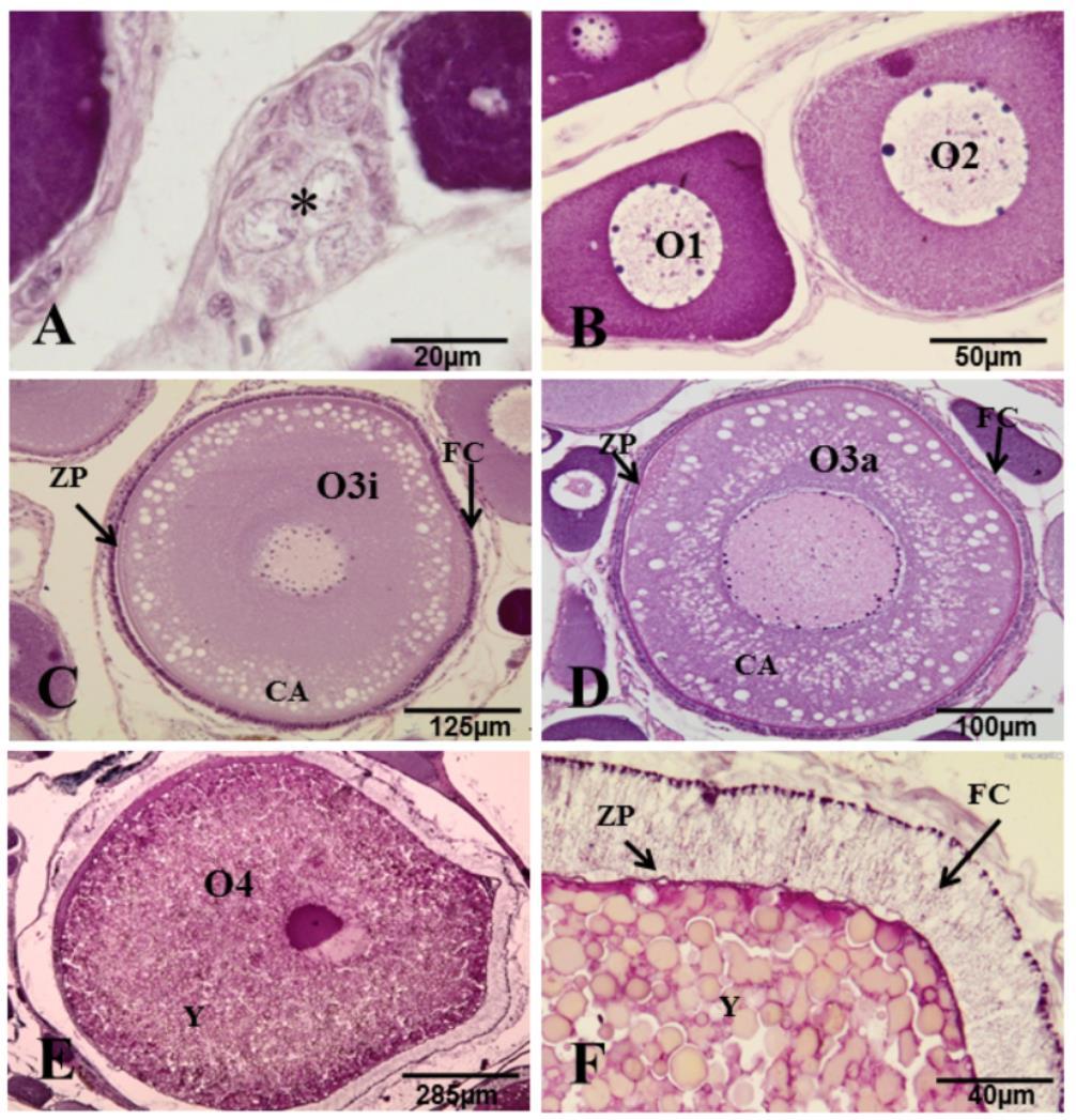 Fig. 2 - Histological sections of T.