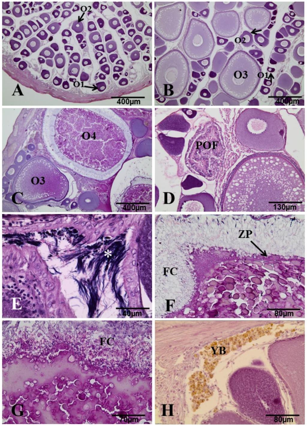 Fig. 4 - Histological sections of T. galeatus ovaries in different maturation stages stained with HE.