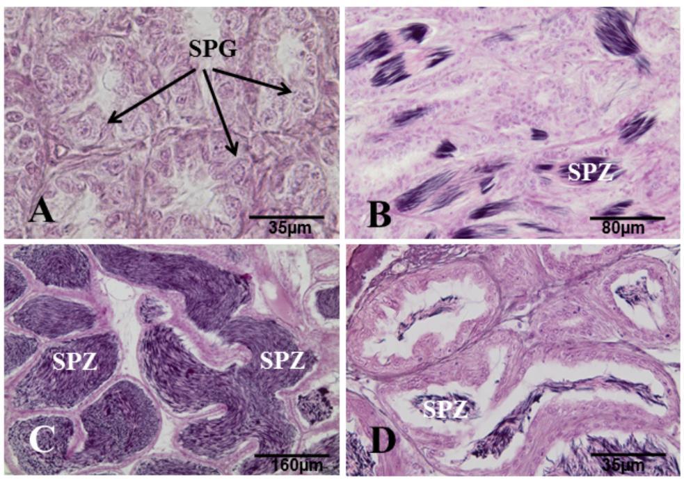 Fig. 5 - Histological sections of T. galeatus testicles in different maturation stages stained with HE.