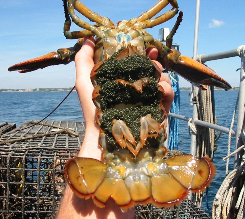 Lobster Sustainability Measures in Newfoundland: Are They Effective?