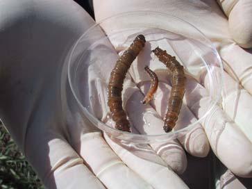 Insect Bivalvia Crayfish Forage Fish Gastropoda