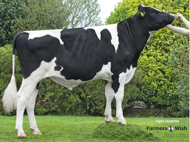 FAWI OLBIA A2 / A2 Milk Herd book number ~ NL 741835585 aaa code ~ 462513 Date of birth ~ 09/11/2016 Breed ~ 100% HO