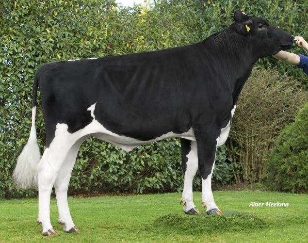 COL ORLANDO Col ORLANDO (Icone x Jeeves x Shottle) is a bull with international Holstein breeding. This bull, born in Germany, has bulls from France, America and England in succession.