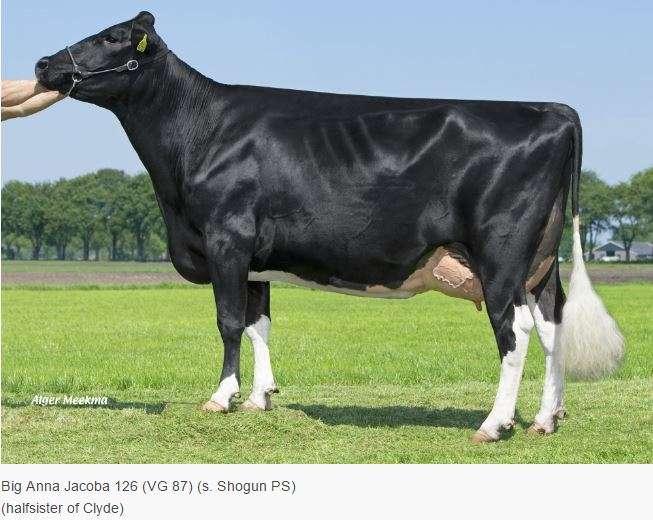 * Big CLYDE is an ideal choice of bull for the commercial dairy herd that grazes grass! * Shorter stature bull aaa 156 * High fertility bull!