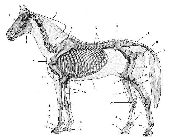 Level 6 Skeleton Diagram 1. Skull 17. Ribs (Rib Cage) 2. Mandible 18. Patella (knee cap) 3. Cervical Vertebra (vertebra of the neck) 19. Tibia 4. Scapula (shoulder blade) 20. Tarsal Joint 5.