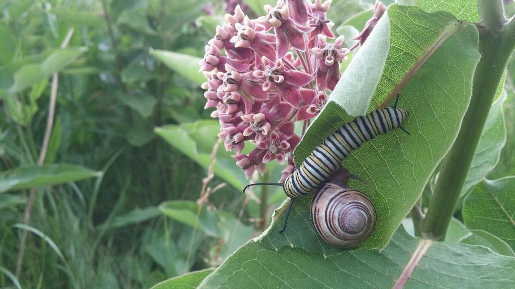 caterpillar observed on Common Milkweed near Site 7 Largest natural area in