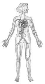 Assessment Name: Date: Organs of the Human Body 1 5 Look at the diagrams.