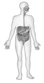 Mouth Pancreas 12 1 Kidney Liver 15 1 16 Large intestine Anus Blood vessels 20 17