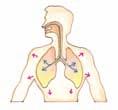 How We Breathe Your body makes two movements to breathe, inhalation and exhalation. Inhalation occurs when air enters the lungs.