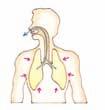 The lungs contract and expel the air through the nose and mouth. Humans can breathe through their noses and mouths.