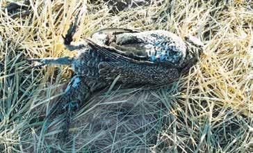 If you think the bird died due to a cat or vehicle, you or your parents can safely Sage grouse with West Nile Virus usually die within a week.