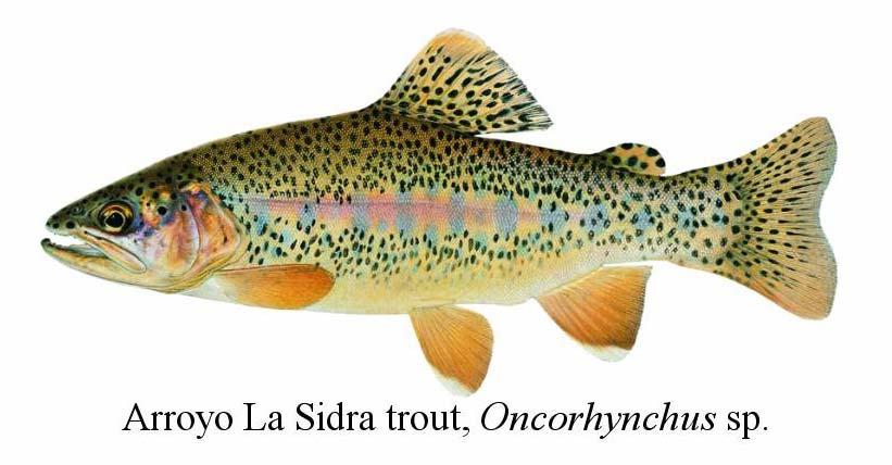 La Sidra (San Lorenzo) trout Another of the southern trouts This area has yielded a number of larger