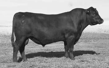 9 sons sell Refence Sis Link is an incdible herd bull, a curve bender. pdict he will be very well known some day. Semen $20 (10 straw units) - Volume Discounts We have a supply at the ranch.